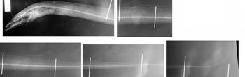 Media type: image;   Ichthyology 28746 Aspect: lateral,description